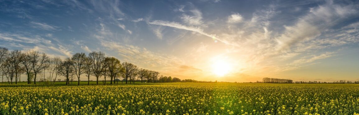 Champ de colza en pleine floraison sous un ciel partiellement nuageux avec le soleil se levant à l’horizon.