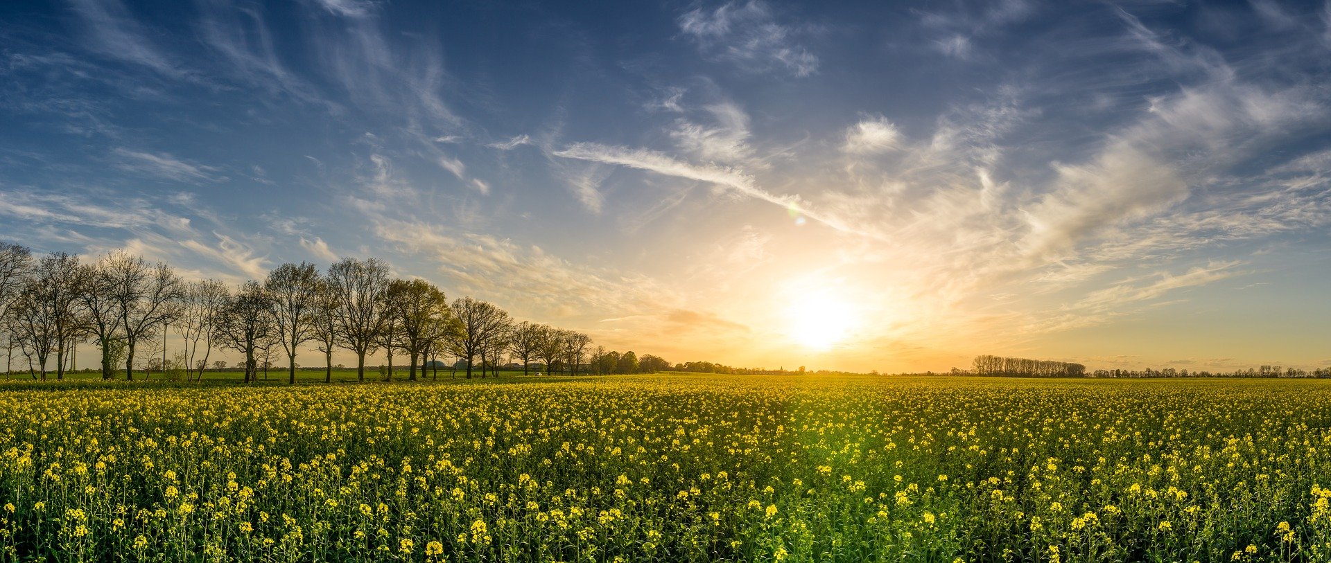 Champ de colza en pleine floraison sous un ciel partiellement nuageux avec le soleil se levant à l’horizon.